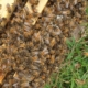 Beekeeping