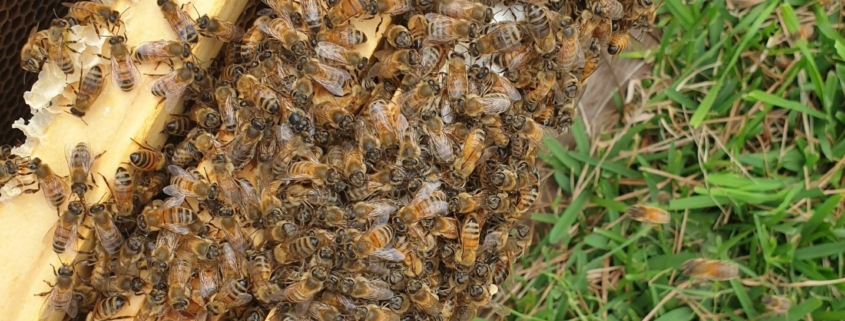 Beekeeping